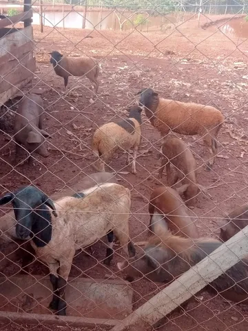 Vende-se 3 Ovelhas e 1 carneiro 