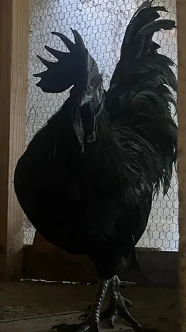 Galo Ayam Cemani 