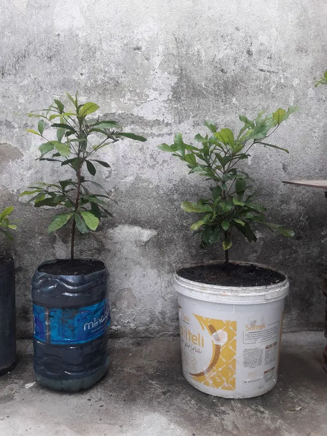FRUTA DOS MILAGRES 