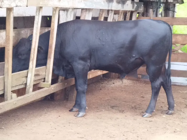 Vende-se touro angus puro ( P.O )