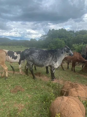 Vaca girolanda prenha 