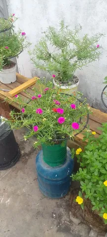 Plantas 11horas bonsais 