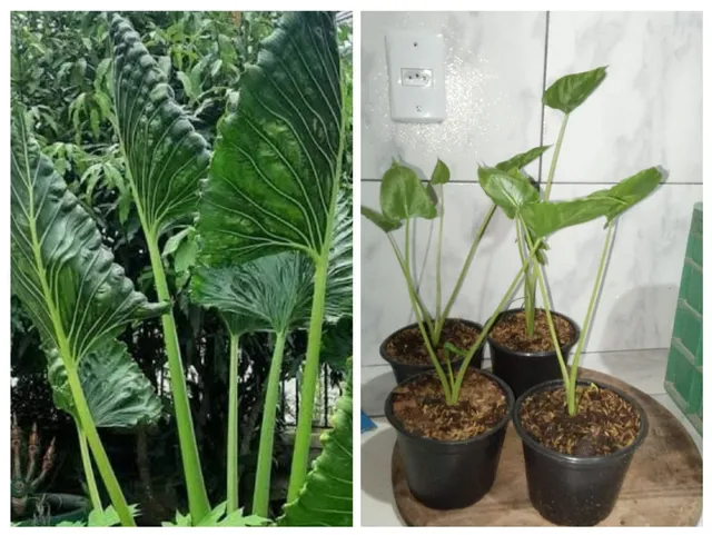 Vendo plantas 