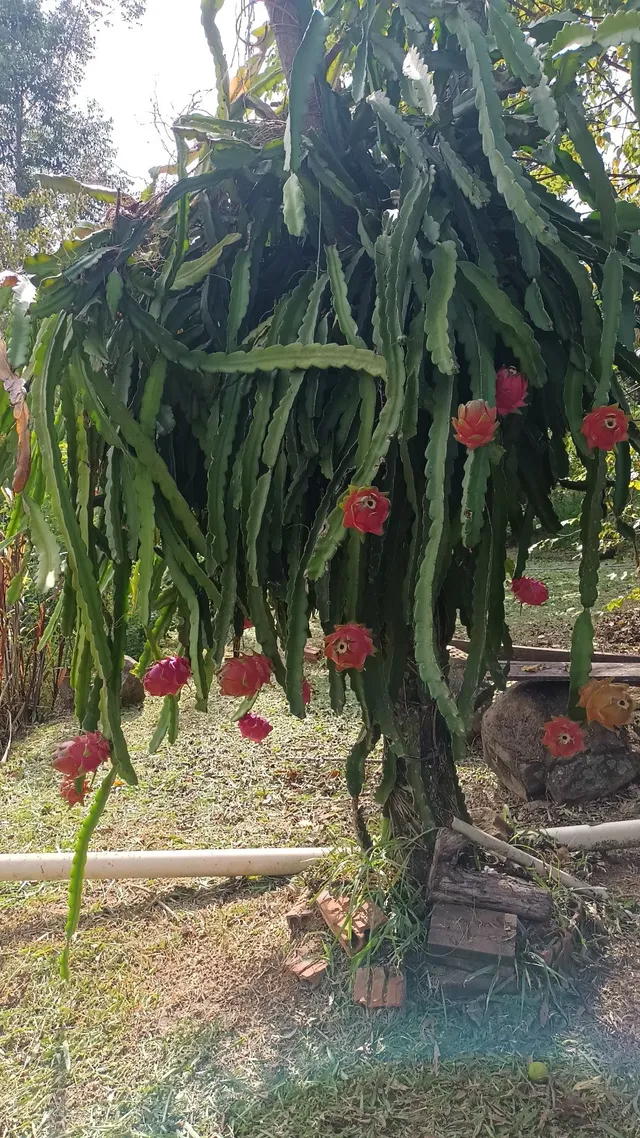 Mudas de pitaya polpa branca