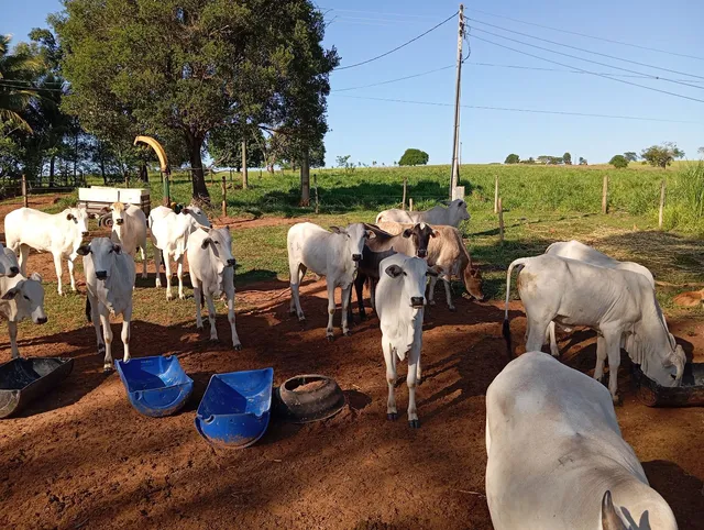 Novilhas de 10 a 12 @