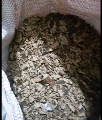 Babaçu coquinho
