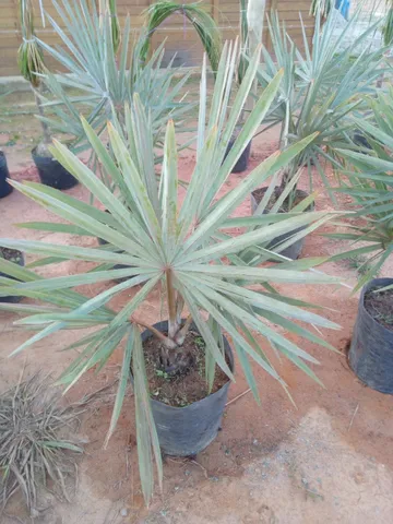 Palmeira azul 