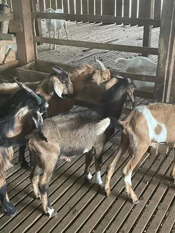 Cabritos, cabras, bodes, carneiro de chifre e ovelhas 