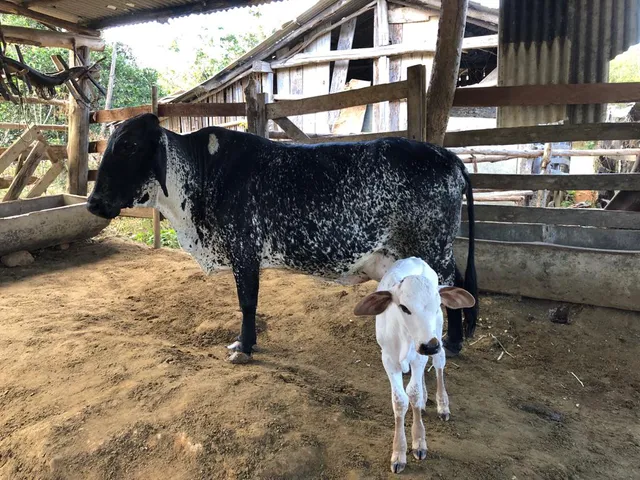 Uma vaca pouco leite 