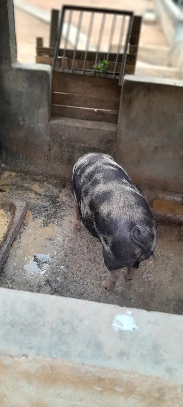 Porco 