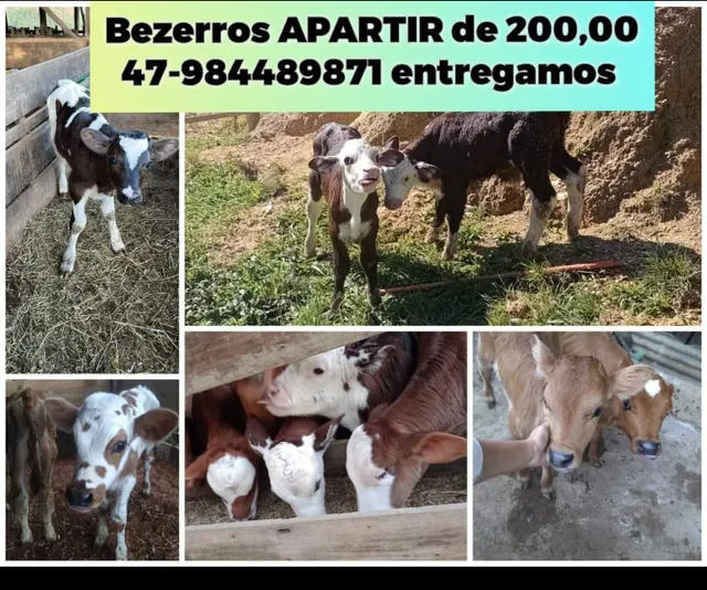 Bezerros mestiço com gado de corte 