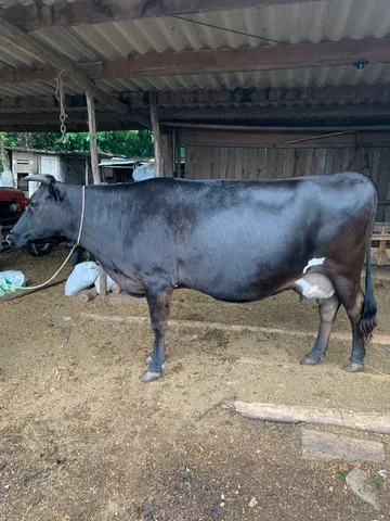 Vaca Jersolanda