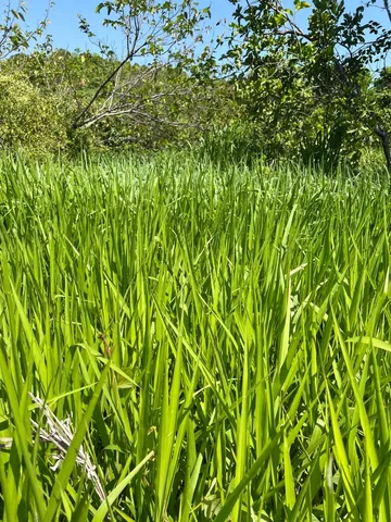 Aluguel de pasto 