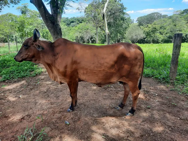 Vaca