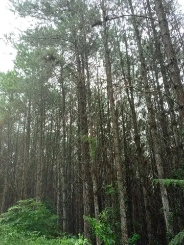 FLORESTAS DE PINUS VENDO EM PÉ, Estados do PR - SC - RS