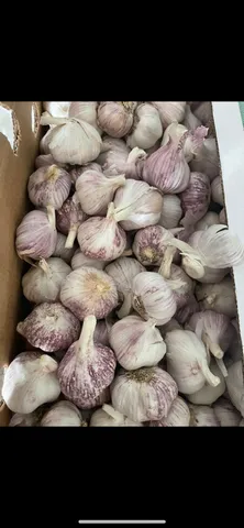 venda de alho no atacado barato 