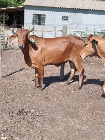 Vaca sindi 