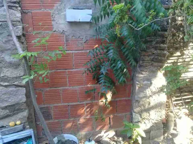 Pé de nin indiano com 2 metros