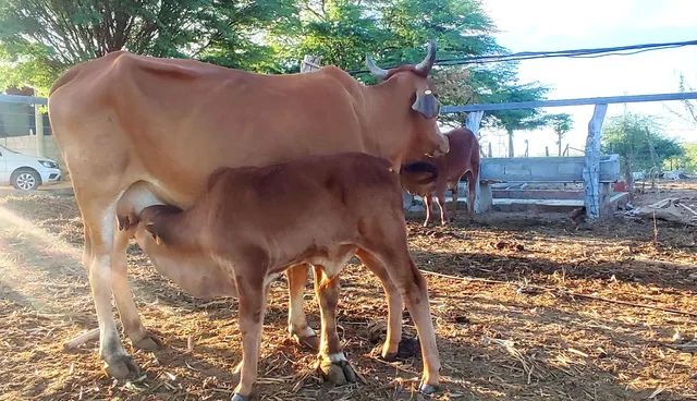 Vaca Sindi PC