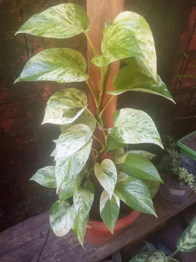 Plantas