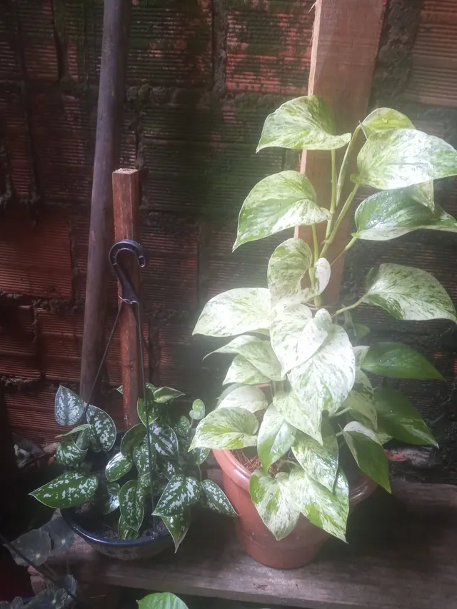 Plantas