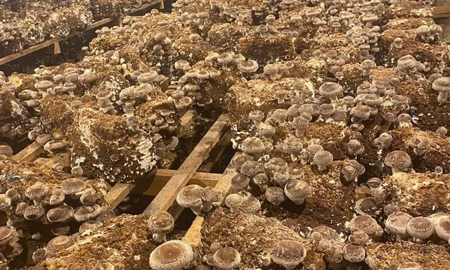 Cogumelos Shiitake direto do produtor!