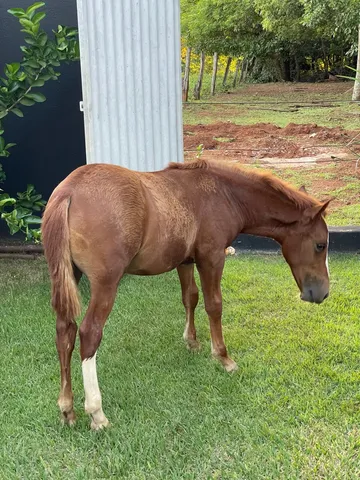 Potro lindo Mangalarga 4 meses