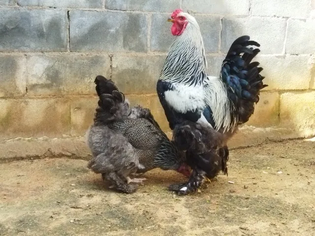 Casal Brahma Dark 