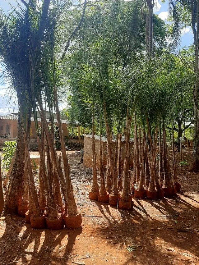 Mudas de palmeira gueroba, gueiroba ou guariroba. Jardinagem, paisagismo e ornamentação. 