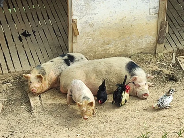 Mini pig
