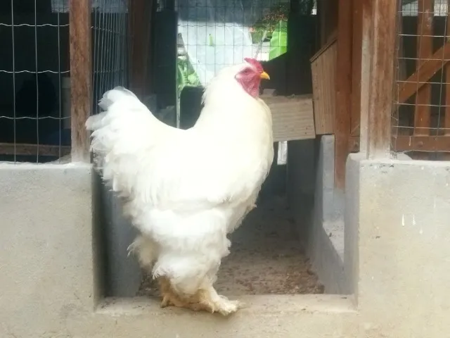 Franguinhos Brahma White