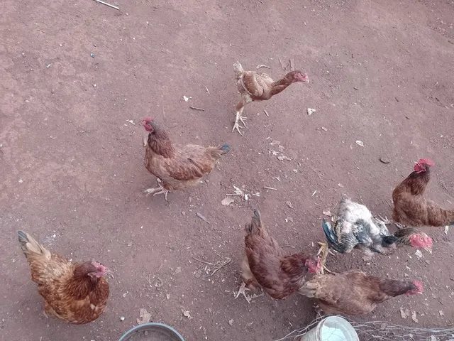 Lote com 55 Cabeças 