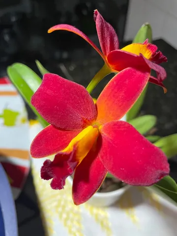ORQUÍDEAS NATURAIS! MUDAS E ADULTAS