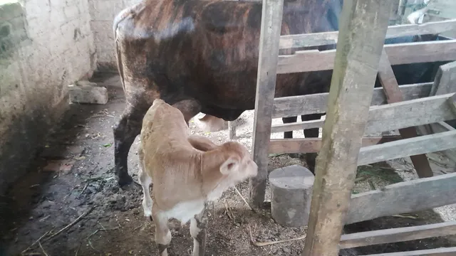 Vaca