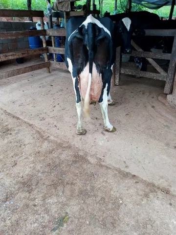 Vendo vacas leiteiras