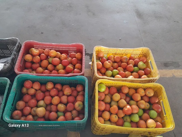 Tomate ? verduras no atacado 