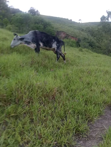 Vaca Girolando 