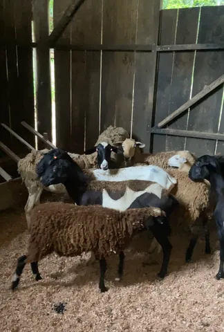 Ovelhas Santa Inês a venda 