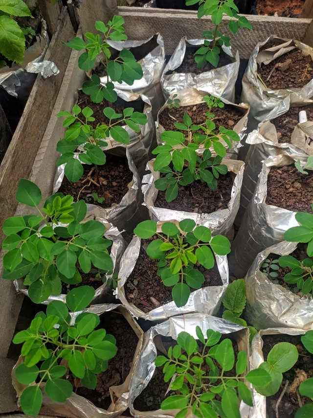 Moringa 