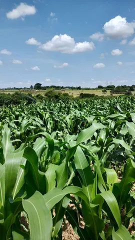 Milho Verde 