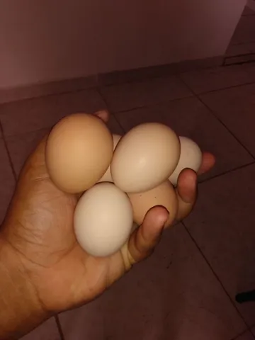 *VENDA DE OVOS GALADOS DA EMBRAPA 051*