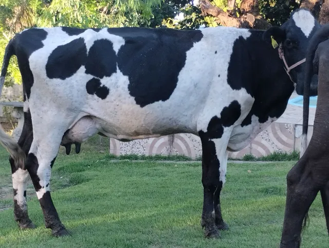 Vacas