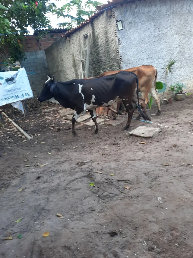 Vendo 2 novilhas amojadas
