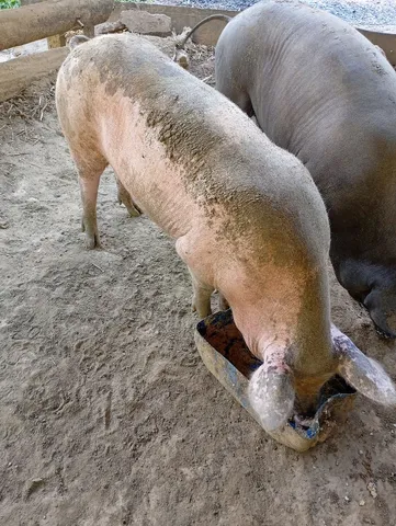 Porco caipira 