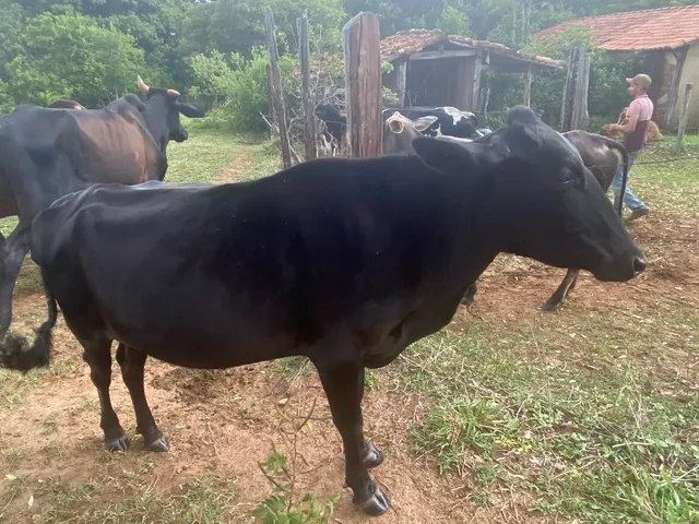 Novilha 3/4 prenha 