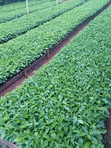 VENDO MUDAS DE CAFÉ CATUCAÍ 24/137