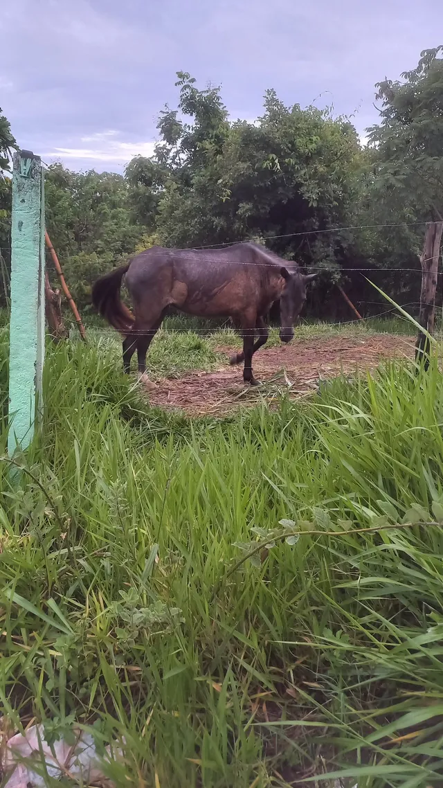 Vendo esta egua barato