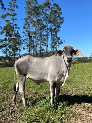 Novilhas leiteiras de excelente qualidade e produção 