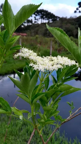 MUDAS DE SABUGUEIRO COM FLORES 
