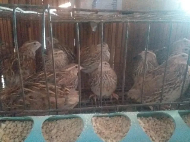 lote de 30 codornas na postura